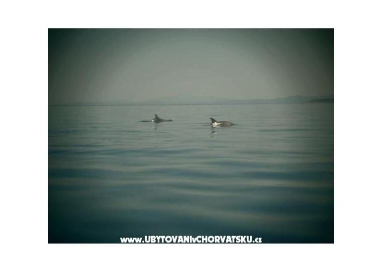 Appartements Nena Pisak – foto 7