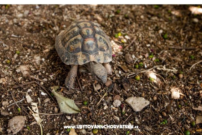 Appartements Pavlović Duće – foto 8