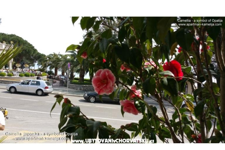 Appartement Kamelija – foto 17