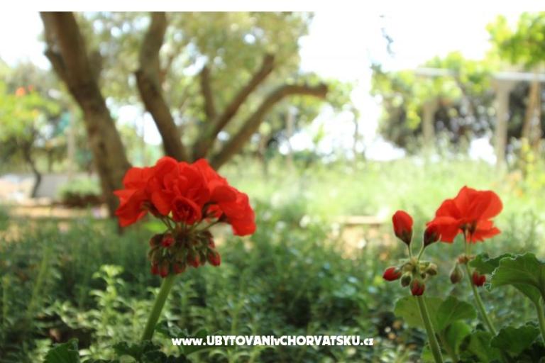 Appartements Salvia island Pag Mandre – foto 11