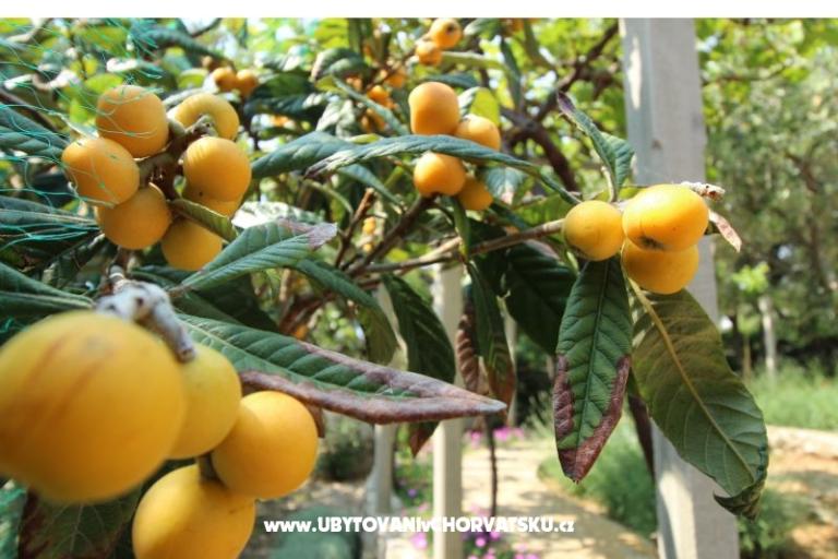 Appartements Salvia island Pag Mandre – foto 7