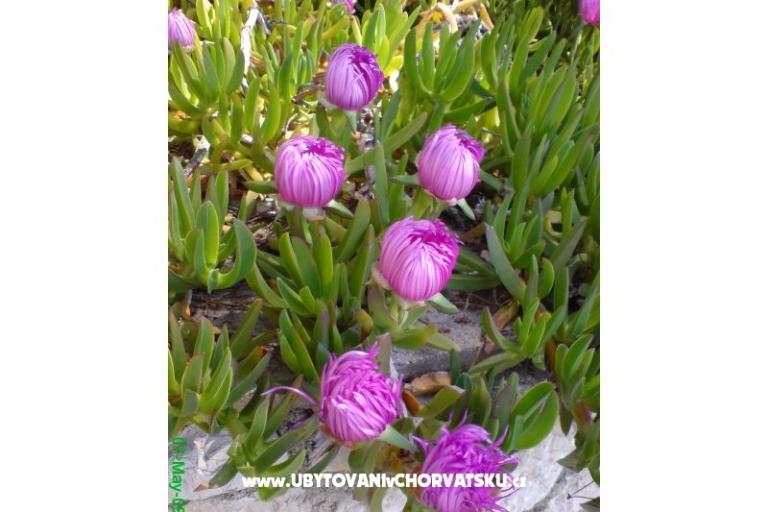 Marea Appartements Mandre – foto 3