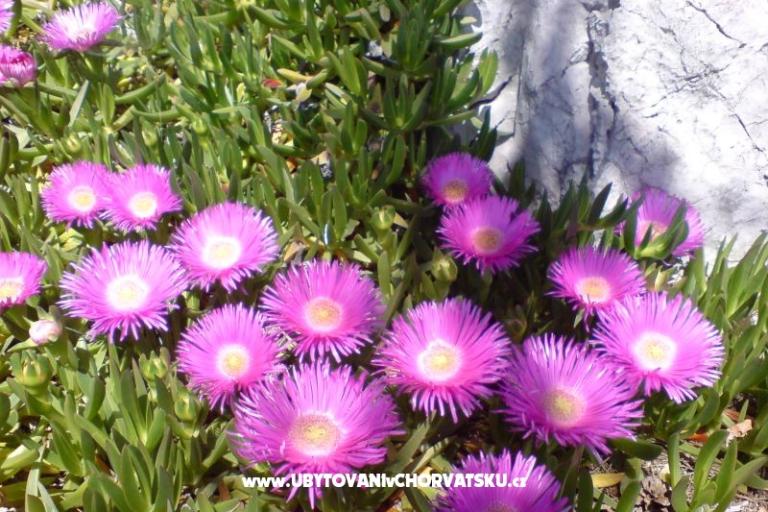 Marea Appartements Mandre – foto 4