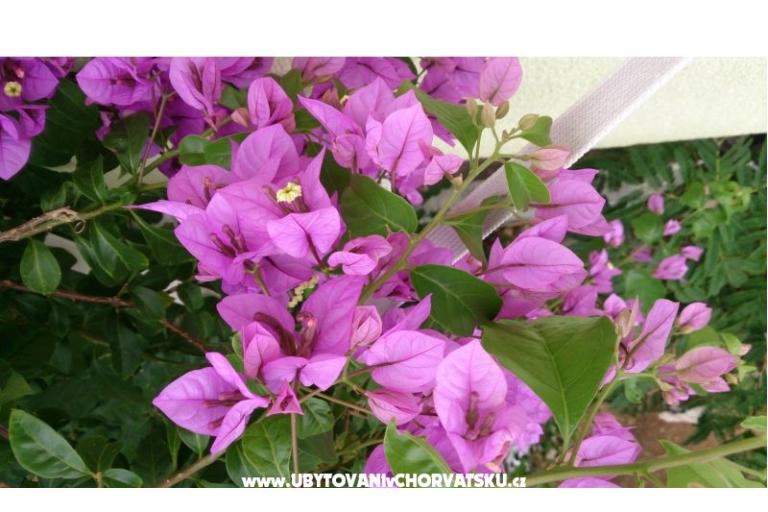 Marea Appartements Mandre – foto 5