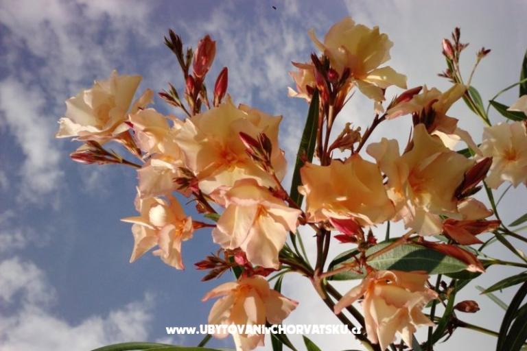 Marea Appartements Mandre – foto 7