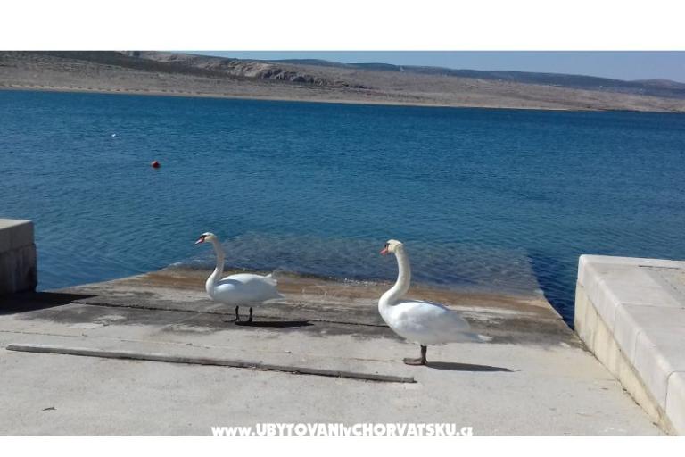 Appartement Maja – foto 18