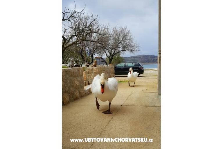 Appartements Tomic – foto 4