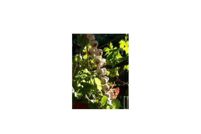 Appartements Rosan Pakostane – foto 10