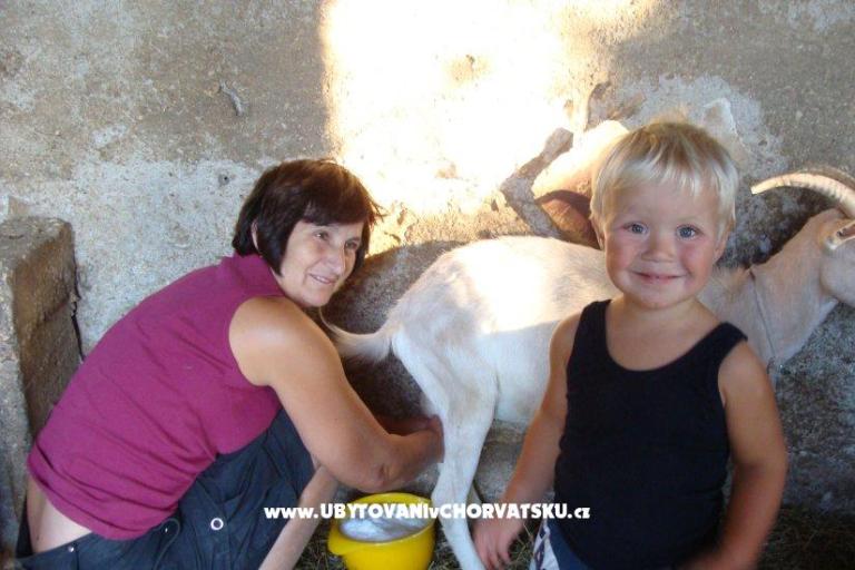 Appartements Sokalo-Petar – foto 8