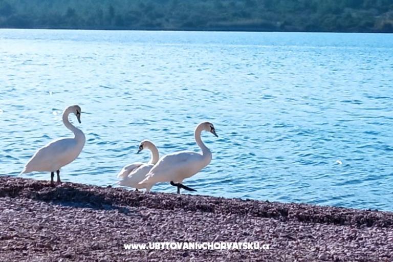 Appartements Anka Šinkić – foto 19