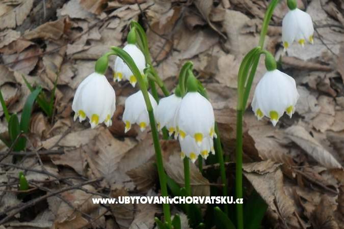 Appartements Marija – foto 14