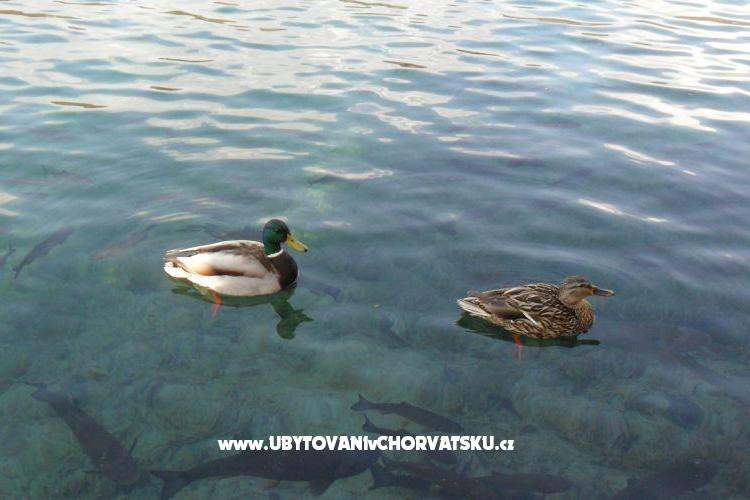 Appartements Marija – foto 16