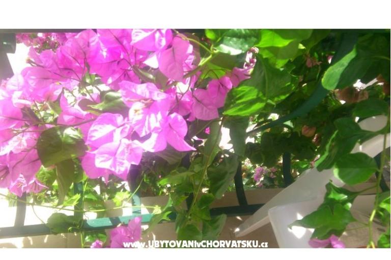 Apartmani Antonela – foto 2