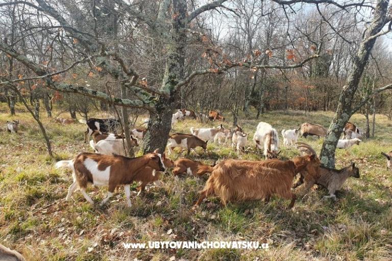 Appartements Kero – foto 16