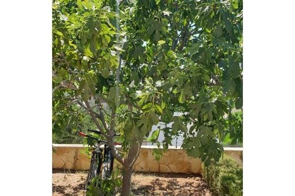 Appartements Jambrovic – foto 22