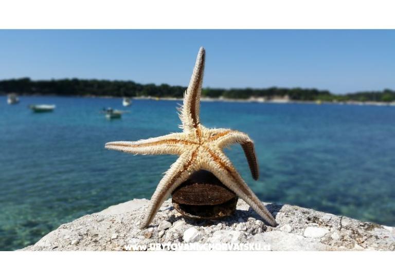 Appartement Viktorija – foto 12