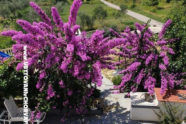 Appartements Lupić – foto 16