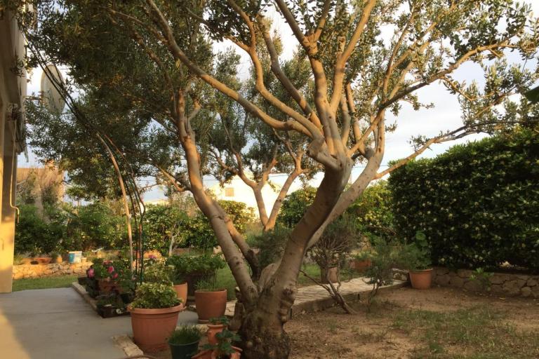 Appartements Biba i Luce – foto 2