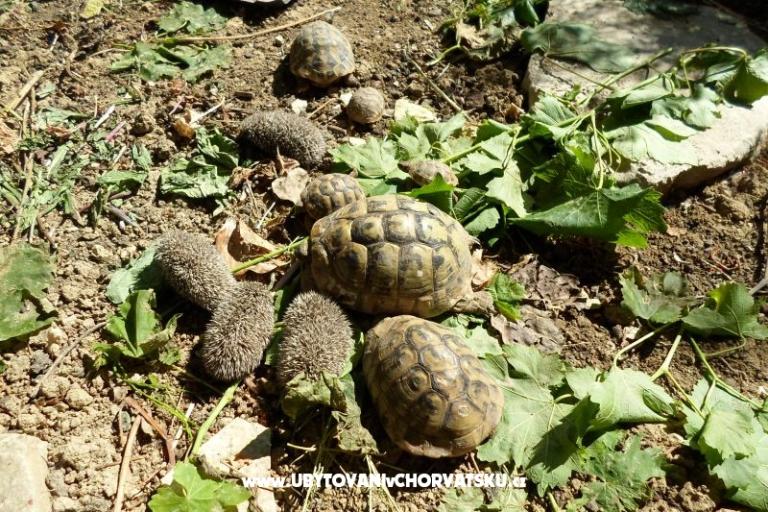 Appartements Miki – foto 9