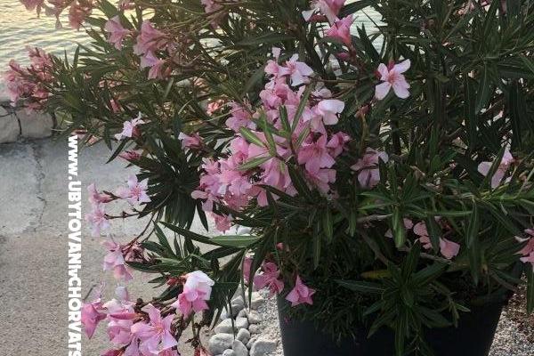 Appartements Ruža – foto 28