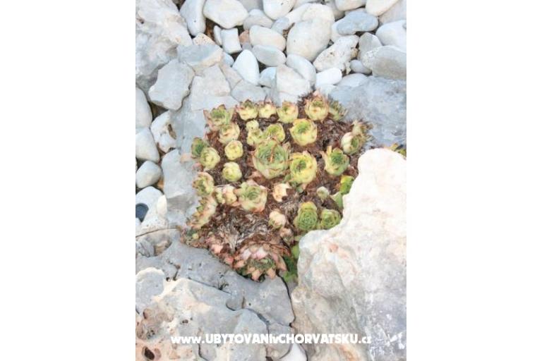 Appartements Vesna – foto 4