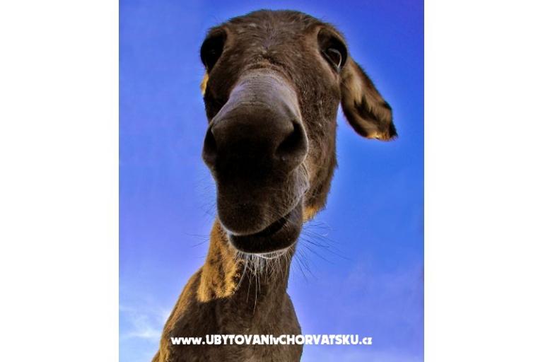 Appartements Lavdara – foto 11