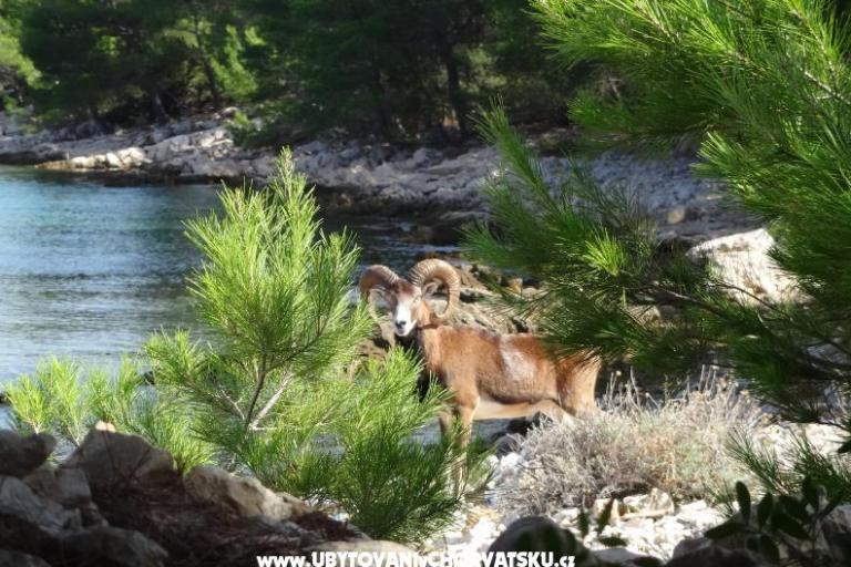 Tiha vala apartmani – foto 8