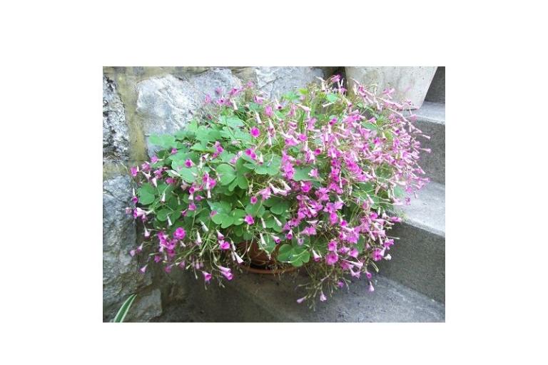 Appartements POLAČA - Slano – foto 15