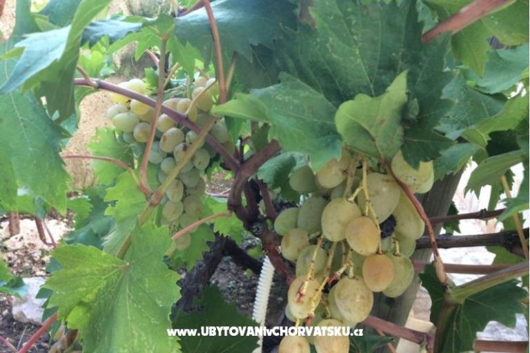 Appartements Adria – foto 8