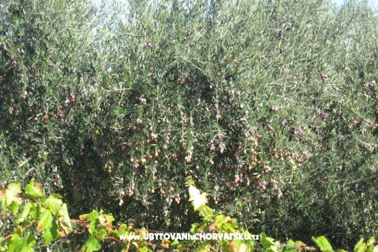 Appartements Čorić – foto 11