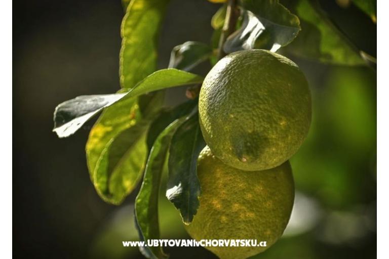 Vila Bartulić – foto 17