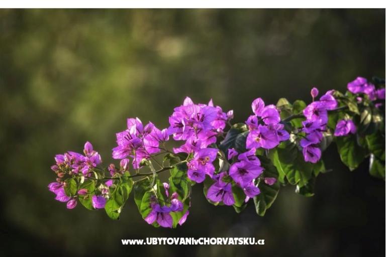 Vila Bartulić – foto 19