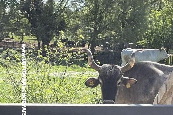 Holiday Maison Gabi – foto 14