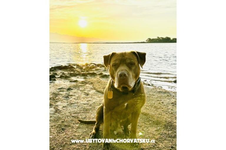 Maison Šijak – foto 7