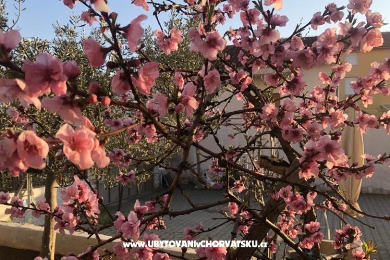 Kiwi Maison – foto 4