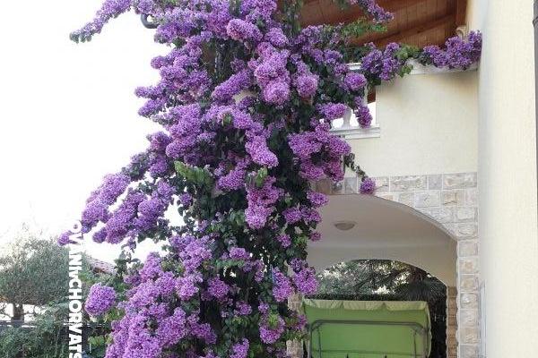 Appartements  Vesna  – foto 9