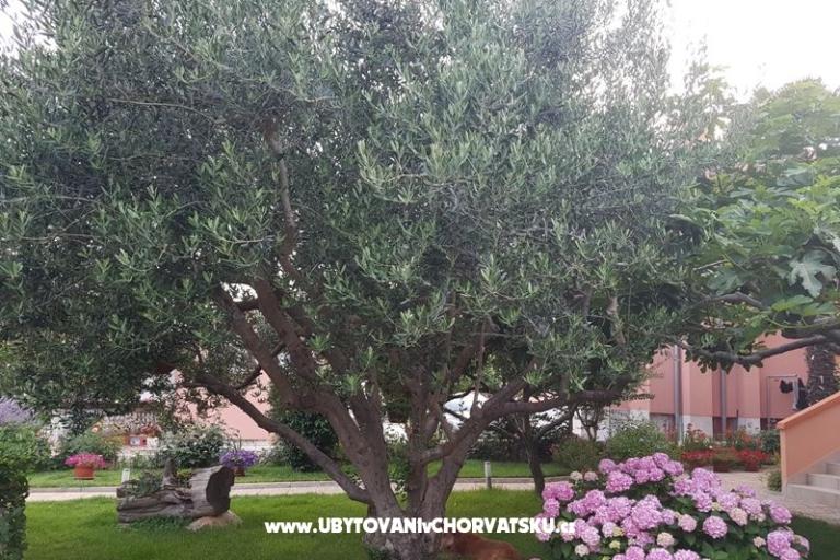 Appartements Riva – foto 4