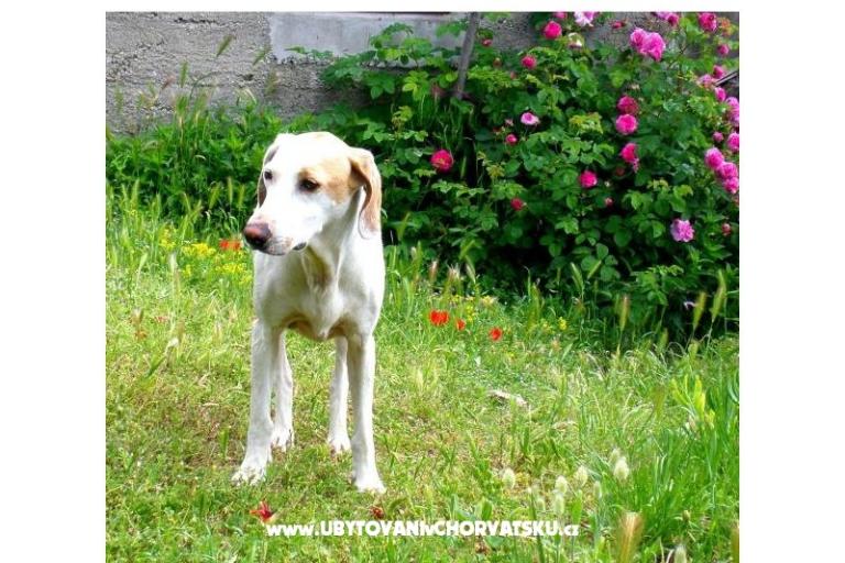 Appartement Bjanka – foto 18